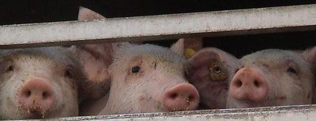 Fermato tir carico di maiali maltrattati e diretto a Benevento