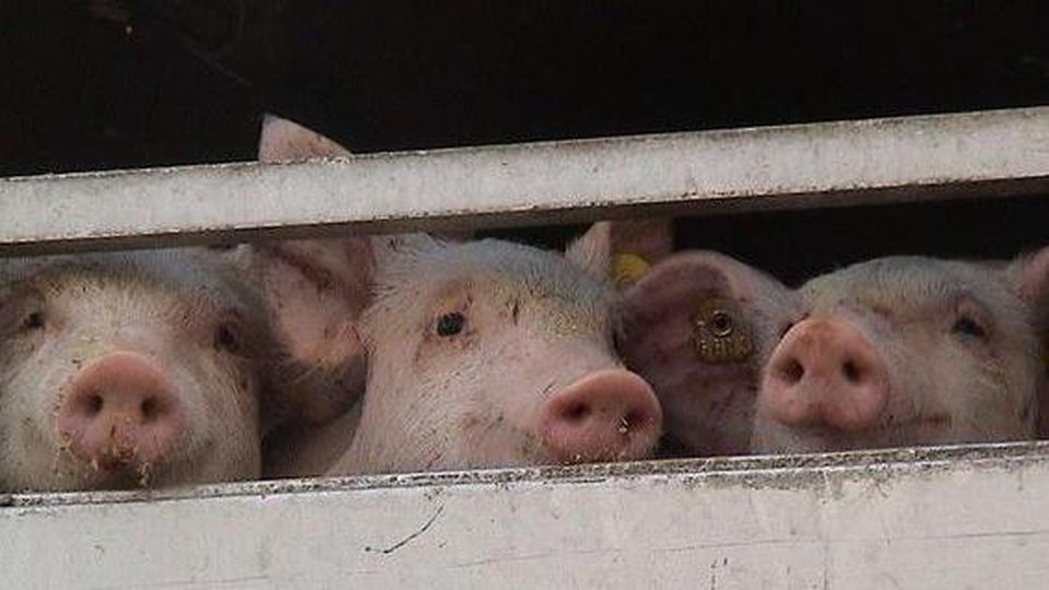 Fermato tir carico di maiali maltrattati e diretto a Benevento