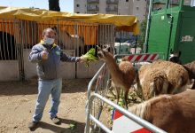 Covid, Coldiretti: circhi in piazza, sos per 2mila tigri, zebre e giraffe