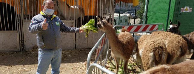 Covid, Coldiretti: circhi in piazza, sos per 2mila tigri, zebre e giraffe