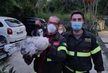 Avellino| I vigili del fuoco recuperano un pavone su un albero della Bonatti