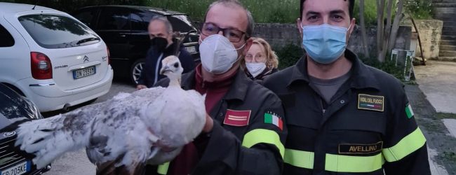 Avellino| I vigili del fuoco recuperano un pavone su un albero della Bonatti