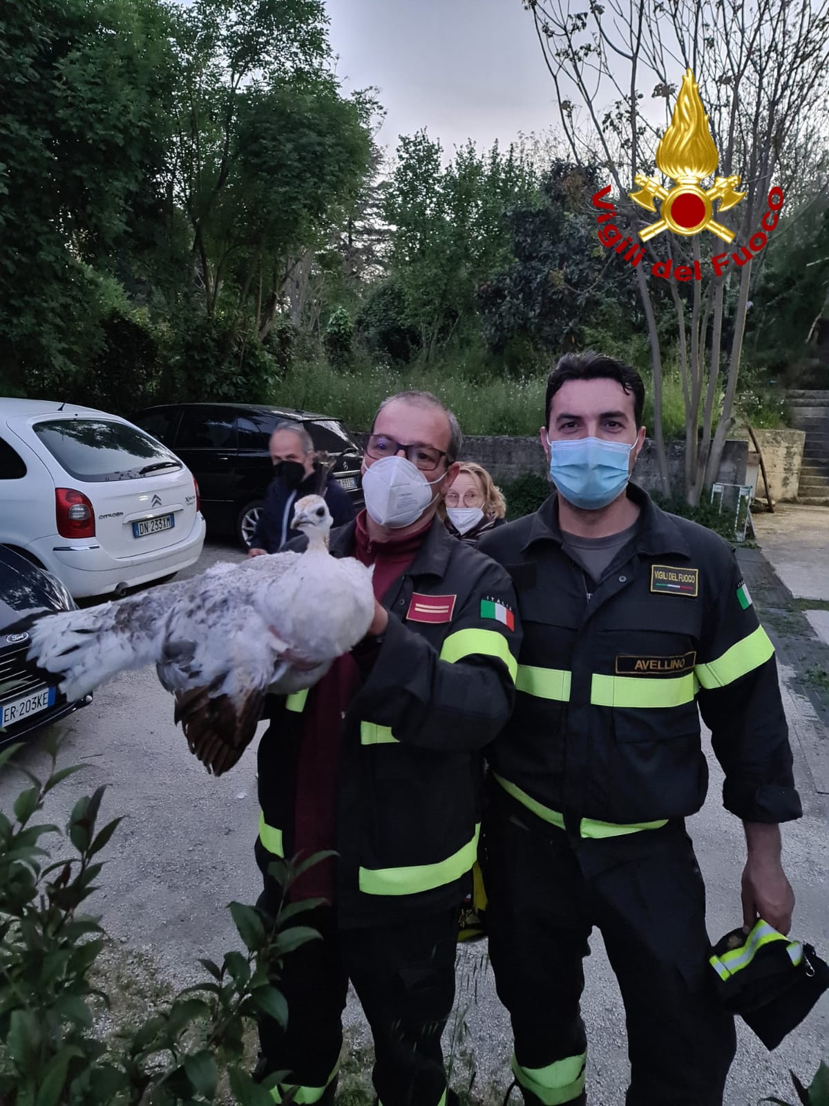 Avellino| I vigili del fuoco recuperano un pavone su un albero della Bonatti