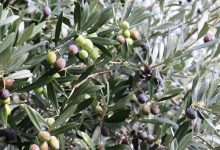 Olivo,Federazione Agronomi Campania Picariello: “elemento caratterizzante del paesaggio  campano, svolge una funzione insostituibile per la protezione del suolo e la conservazione dell’ambiente’