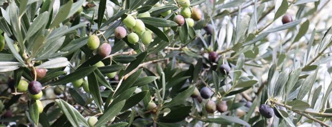 Olivo,Federazione Agronomi Campania Picariello: “elemento caratterizzante del paesaggio  campano, svolge una funzione insostituibile per la protezione del suolo e la conservazione dell’ambiente’