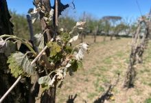 Gelo, Coldiretti: in Campania danni per circa per 2.000 euro ad ettaro