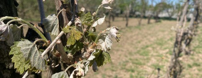 Gelo, Coldiretti: in Campania danni per circa per 2.000 euro ad ettaro