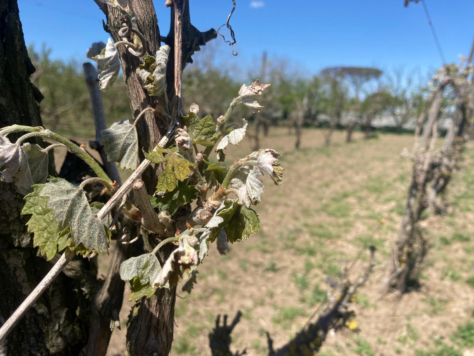 Gelo, Coldiretti: in Campania danni per circa per 2.000 euro ad ettaro