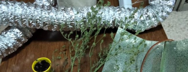 Avella| Sorpreso con marijuana in auto, 28enne nei guai: in casa 4 piante e una serra