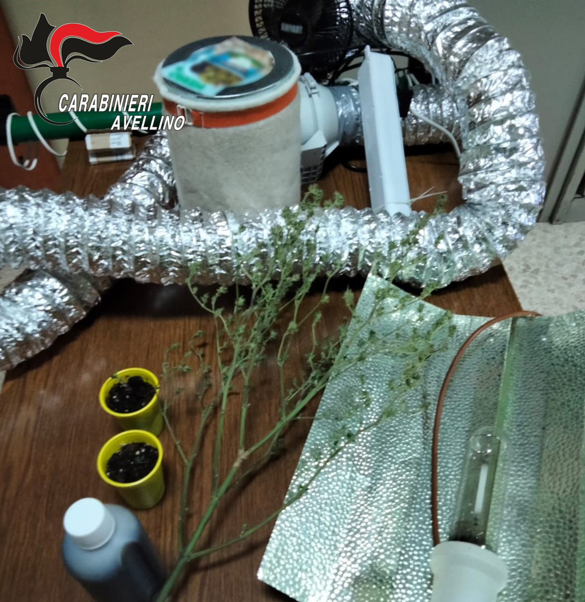 Avella| Sorpreso con marijuana in auto, 28enne nei guai: in casa 4 piante e una serra