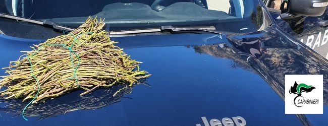 Campagna di controlli per la prevenzione degli incendi boschivi: Carabinieri Forestali della Regione sequestrano 87 kg di asparago selvatico