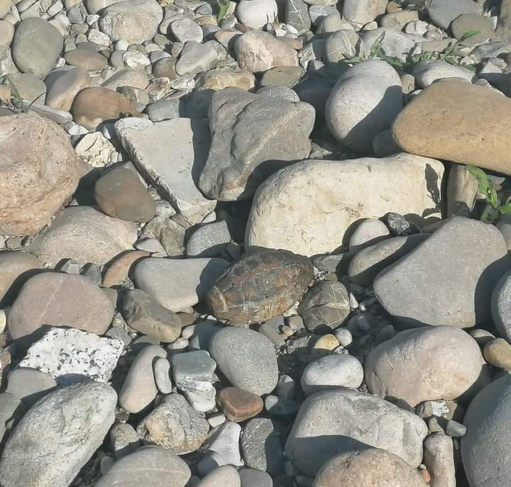 Ritrovato ordigno bellico, folla di curiosi sul Ponte Vanvitelli