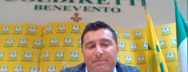 Vaccini nelle cantine sannite, Dell’Orto (Coldiretti BN): “Cosi rilanciamo il settore”