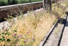 La denuncia di Giglio(Fratelli D’Italia): erba alta e buche sui marciapedi