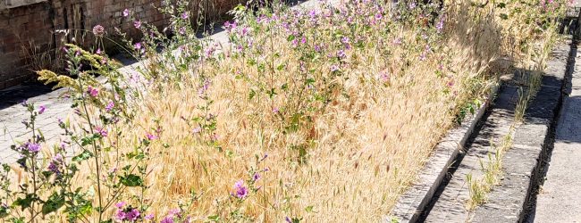 La denuncia di Giglio(Fratelli D’Italia): erba alta e buche sui marciapedi