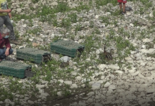 Viva la liberta’, il fiume Sabato nuovo habitat dei Germani Reali