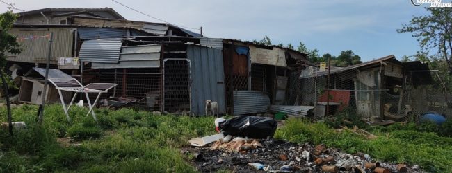 San Marco dei Cavoti|Detenevano 43 cani in precarie condizioni igienico sanitarie, denunciati marito e moglie