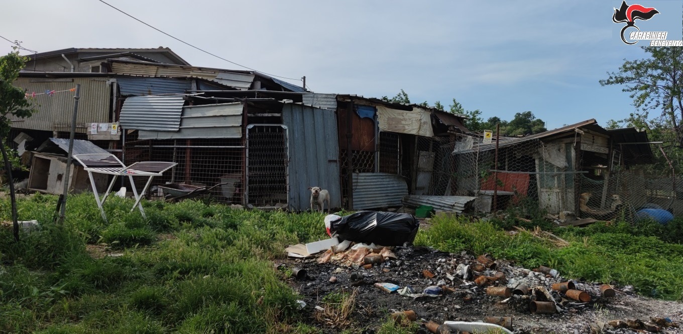 San Marco dei Cavoti|Detenevano 43 cani in precarie condizioni igienico sanitarie, denunciati marito e moglie