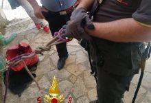 Tufo| Gatto cade in un cunicolo di 10 metri, salvato dai vigili del fuoco e adottato da una signora