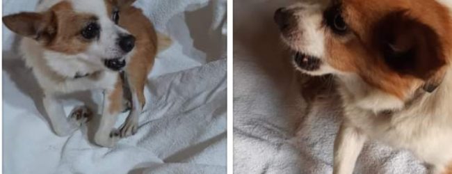 Lega del cane San Giorgio del Sannio: SOS raccolta fondi, aiutiamo Ninì