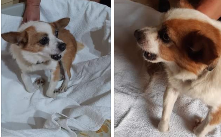 Lega del cane San Giorgio del Sannio: SOS raccolta fondi, aiutiamo Ninì