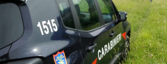 S.Agata de’ Goti| CC Forestali sequestrano allevamento abusivo