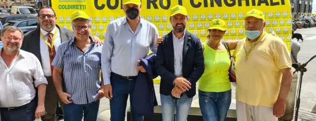 Covid, Coldiretti: 2,3 mln cinghiali assediano citta’ e campagne con il lockdown ,+ 15% branchi nell’anno della pandemia