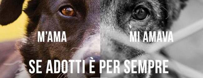 “M’ama, mi amava”, la campagna antiabbandono 2021 dell’Oipa