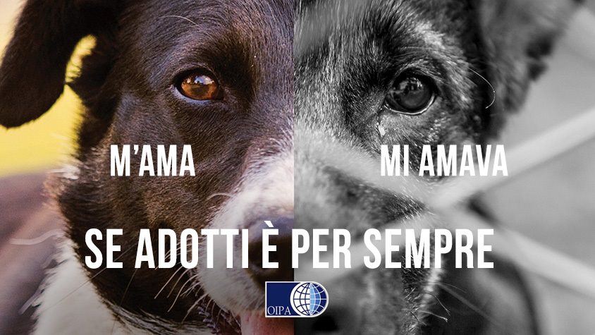 “M’ama, mi amava”, la campagna antiabbandono 2021 dell’Oipa
