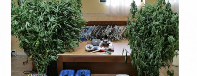 Coltivazione e detenzione al fine di spaccio di sostanze stupefacenti, ai domiciliari 53enne di Cusano Mutri