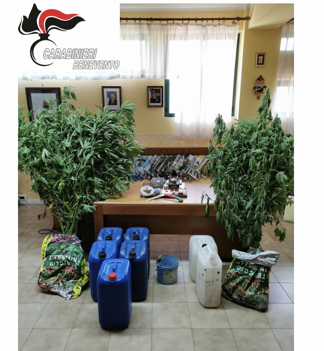 Coltivazione e detenzione al fine di spaccio di sostanze stupefacenti, ai domiciliari 53enne di Cusano Mutri