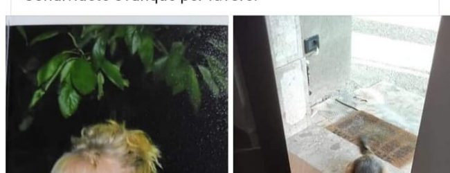 Forino| Donna di 40 anni scomparsa da ieri con il suo cane, ricerche attivate