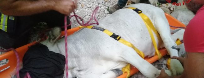 Serino| Vitello cade in una gola, recuperato con l’elicottero