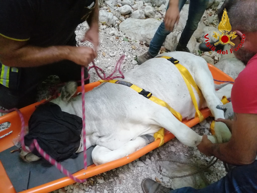 Serino| Vitello cade in una gola, recuperato con l’elicottero