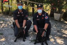 Lioni| Ripreso dalle telecamere mentre abbandona due cuccioli di cane, nei guai 62enne