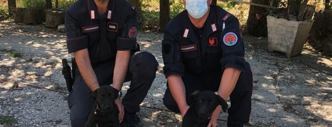 Lioni| Ripreso dalle telecamere mentre abbandona due cuccioli di cane, nei guai 62enne