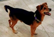 Ritrova il suo cane sparito 4 anni fa: storia a lieto fino per un cittadino sannita