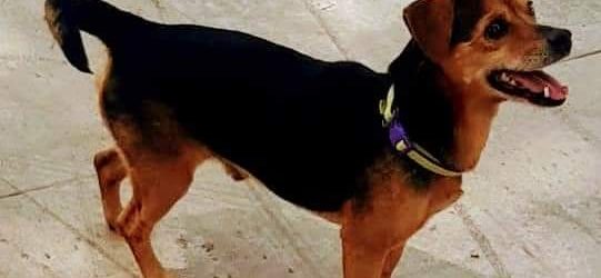 Ritrova il suo cane sparito 4 anni fa: storia a lieto fino per un cittadino sannita