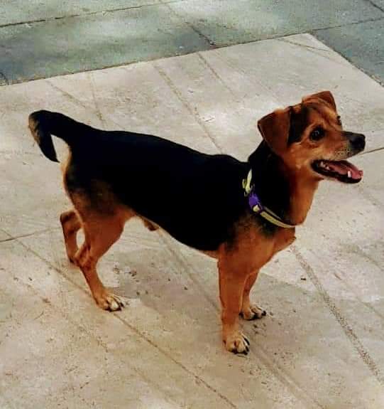 Ritrova il suo cane sparito 4 anni fa: storia a lieto fino per un cittadino sannita