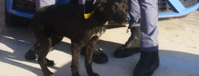 Cucciolo abbandonato in strada, salvato dalla polizia