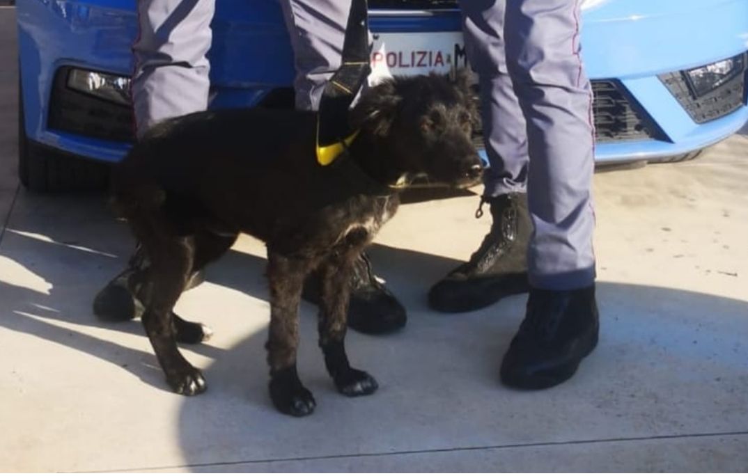 Cucciolo abbandonato lungo la Telesina: salvato dalla polizia