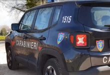 Furto di piante a Montoro, denunciato dai Carabinieri della Forestale