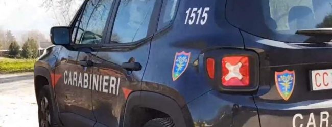 Furto di piante a Montoro, denunciato dai Carabinieri della Forestale