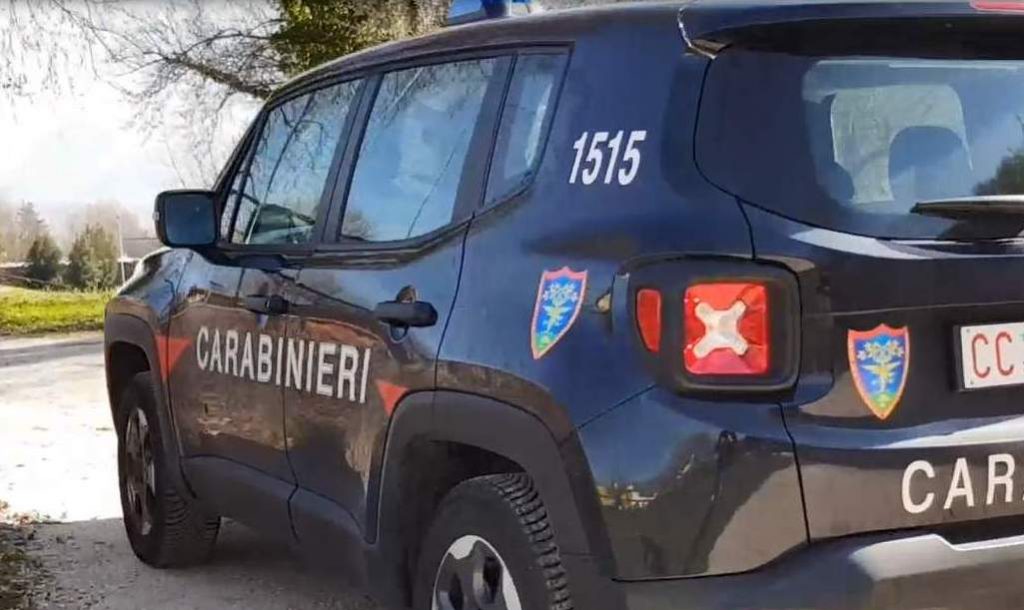 Furto di piante a Montoro, denunciato dai Carabinieri della Forestale