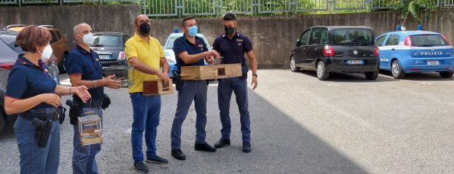 Telese| Custodivano cardellini per poi rivenderli sul mercato nero, denunciate due napoletani