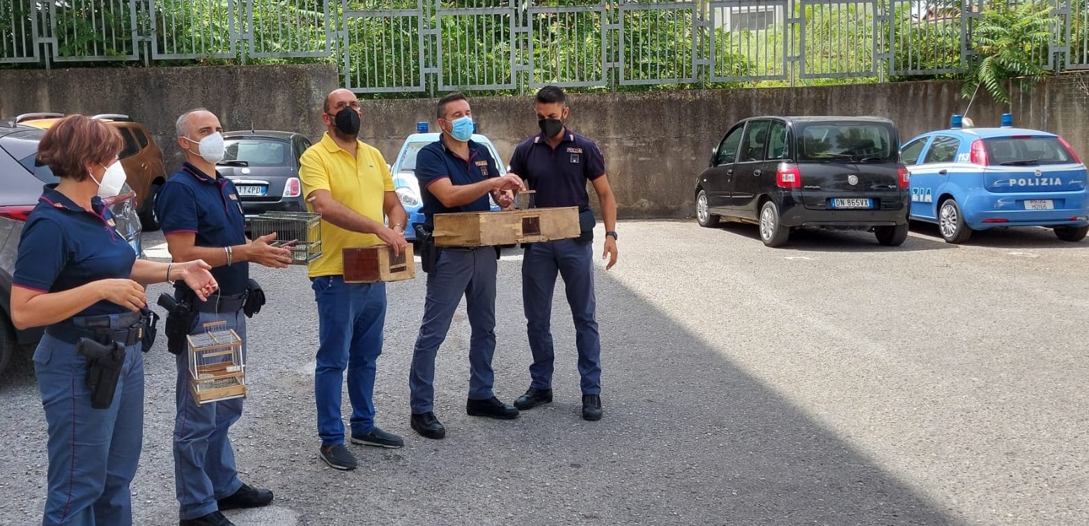 Telese| Custodivano cardellini per poi rivenderli sul mercato nero, denunciate due napoletani