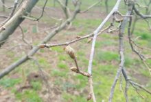 L’allarme degli agricoltori: quest’anno calo produttivo delle nocciole