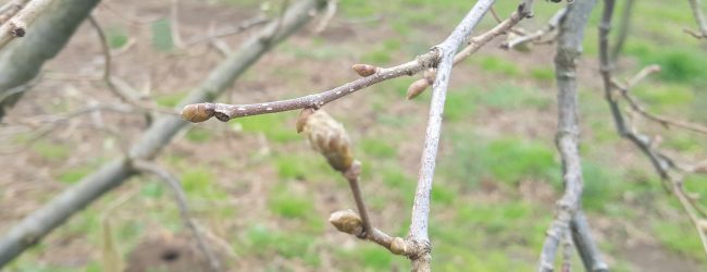 L’allarme degli agricoltori: quest’anno calo produttivo delle nocciole