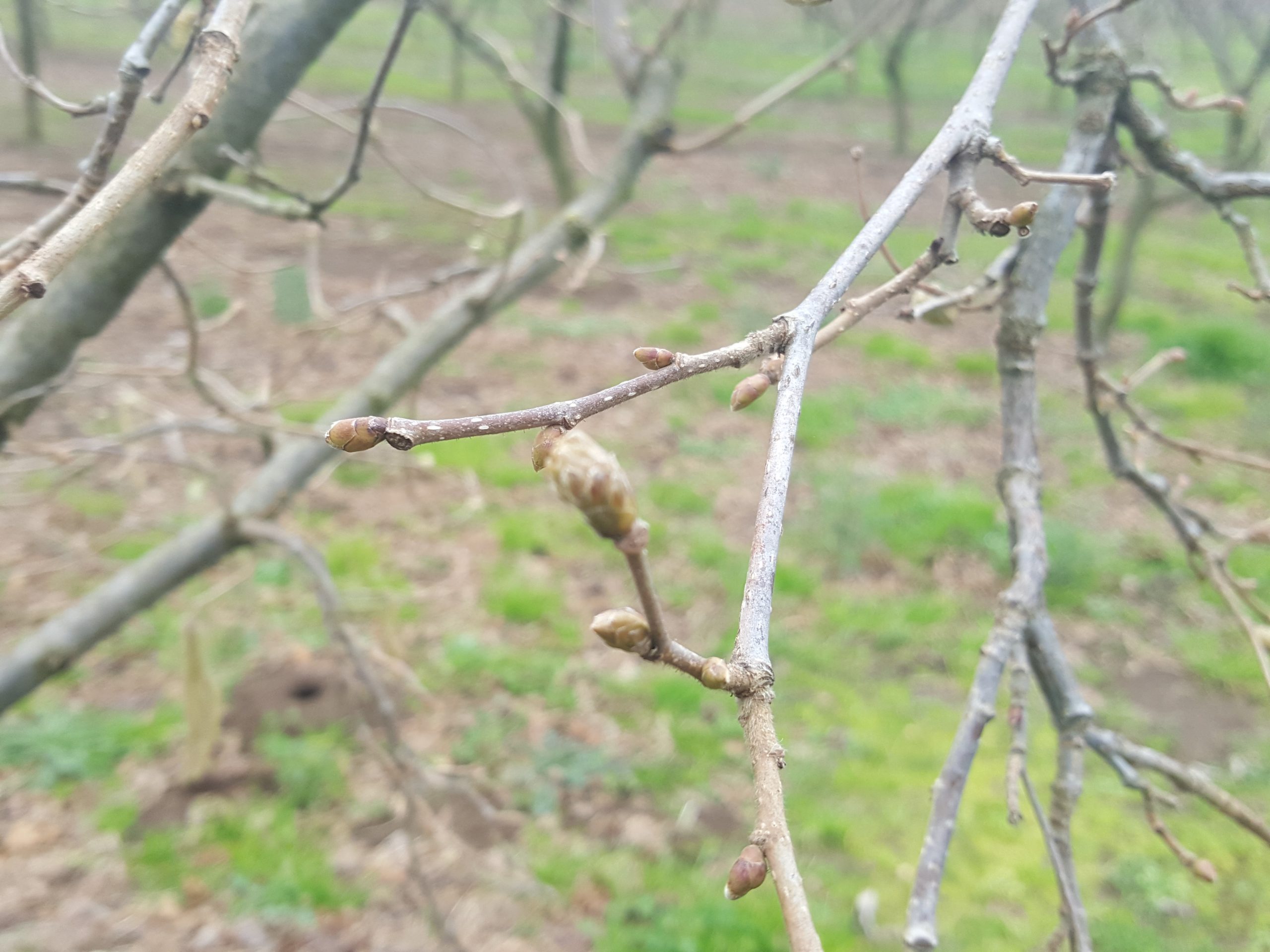 L’allarme degli agricoltori: quest’anno calo produttivo delle nocciole