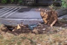 Benevento/Nubifragio in città, 10 fusti caduti. Bosco: bisogna fare prevenzione sul tema alberi